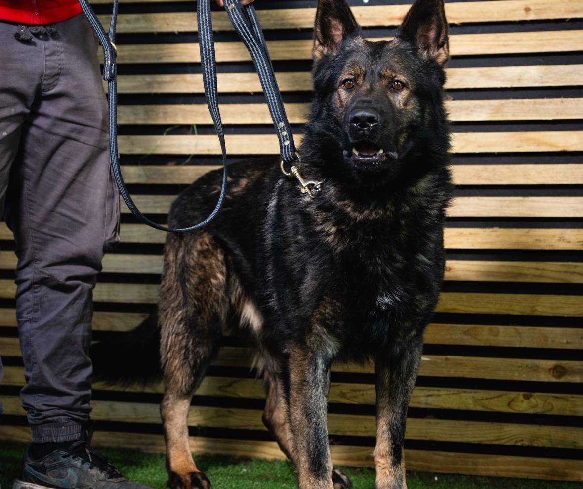 GSD Undergoing Training at Pro K9
