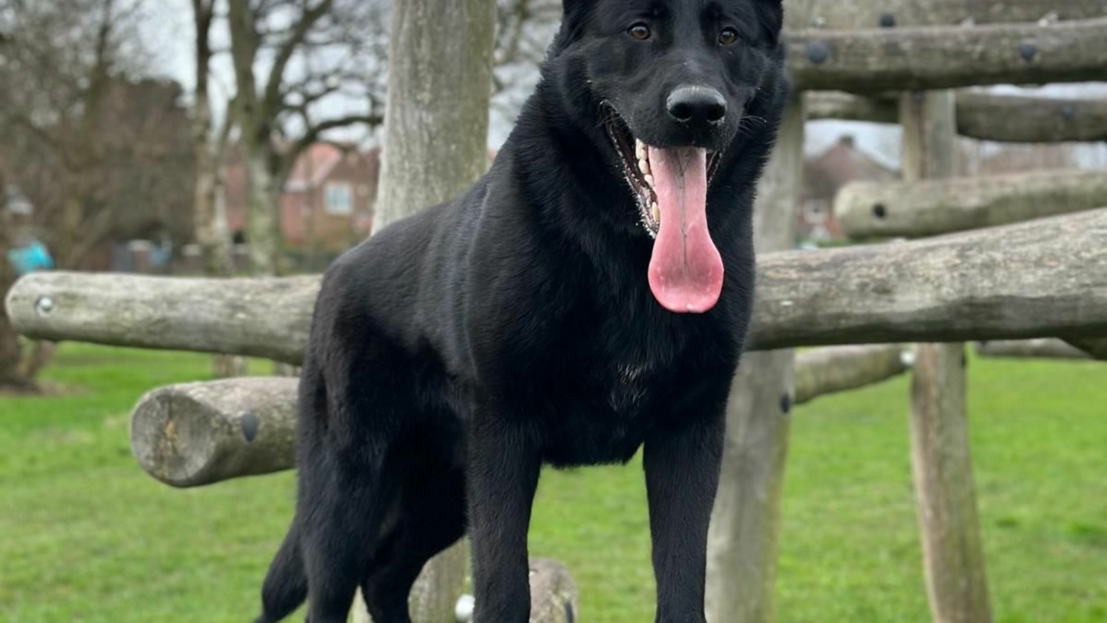 Black German Shepherd Dog mouth open with it's tongue out
