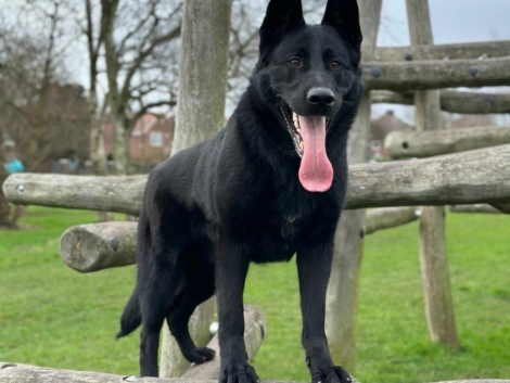 Black German Shepherd Dog mouth open with it's tongue out