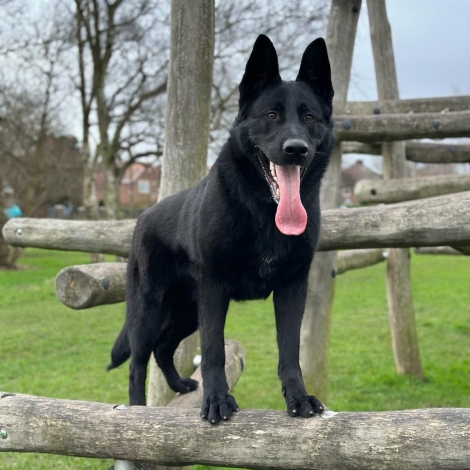 Black German Shepherd Dog mouth open with it's tongue out