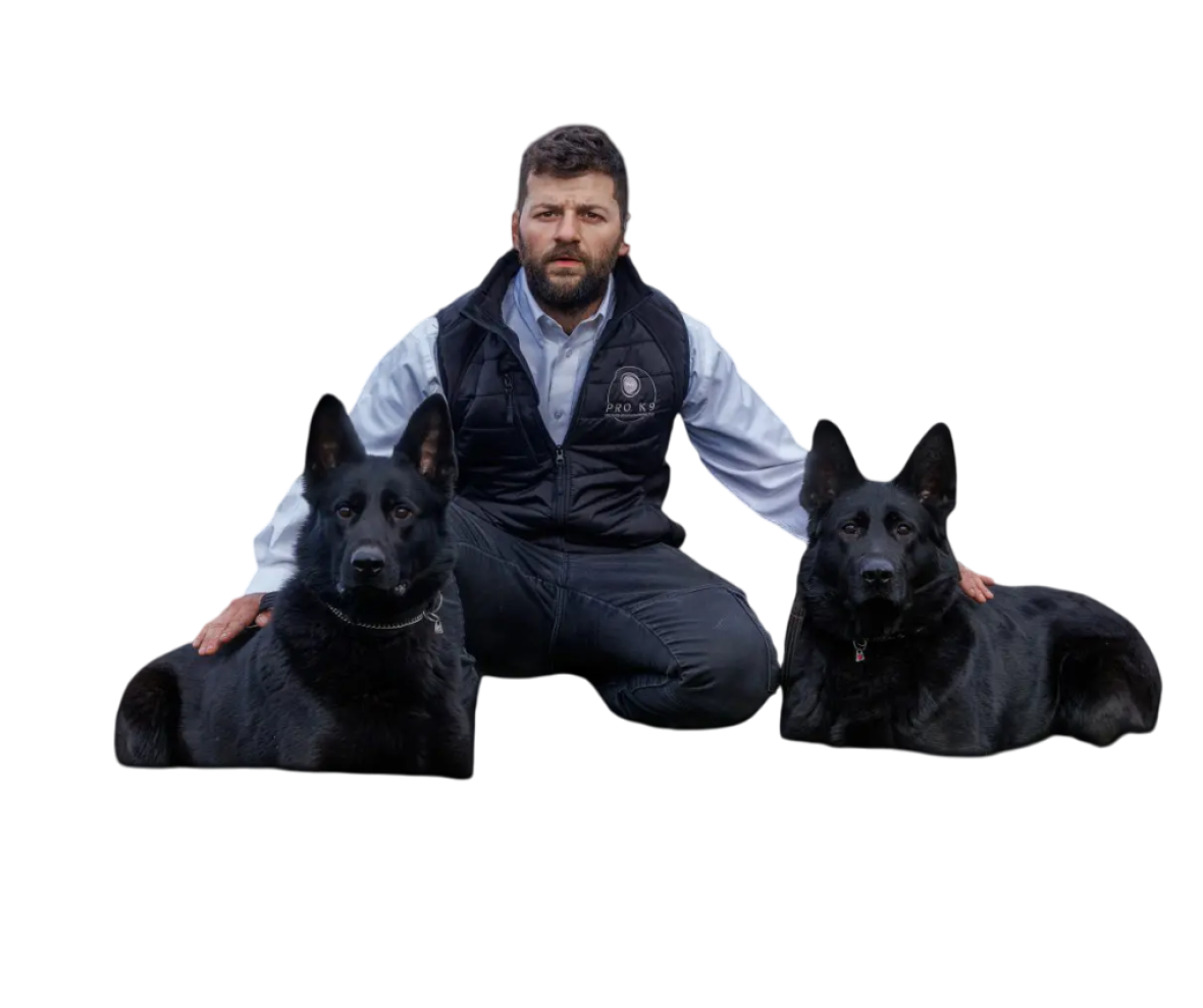 Two German Shepherd's sat with Yogz from Pro K9