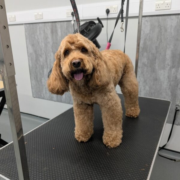 Bedlington Terrier Mid Groom