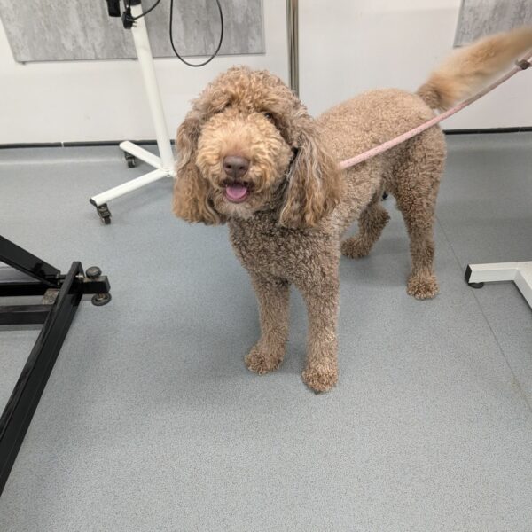 Brown Cockapoo Before Groom