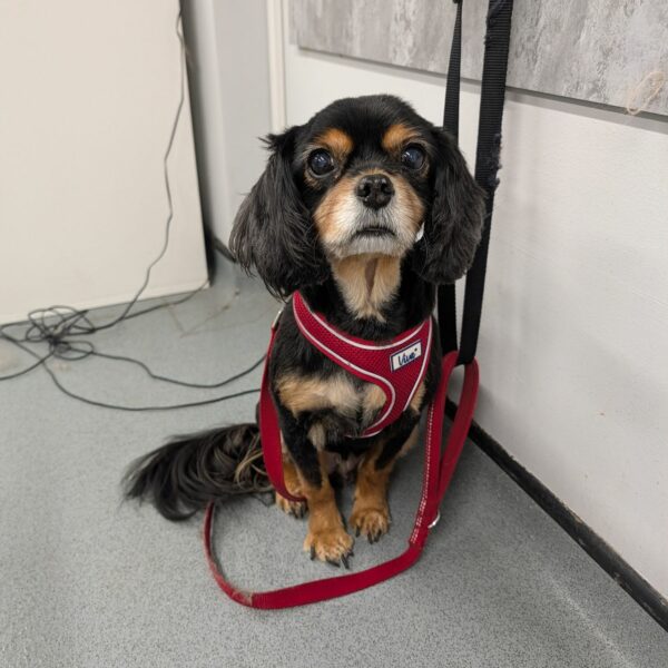 Cavalier King Charles Spaniel