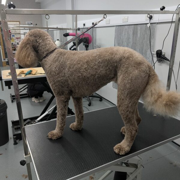Cockapoo After Full Groom