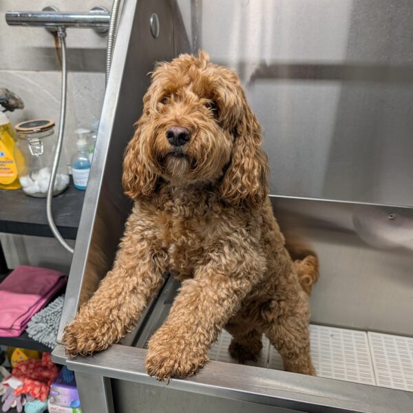 Cockapoo in the Bath