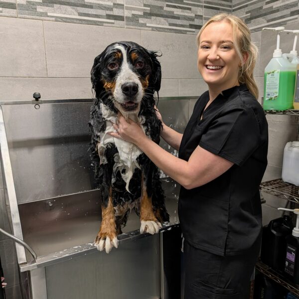 Curly Coated Dog Before Groom