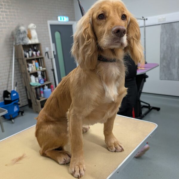 Cute Pup at the Salon