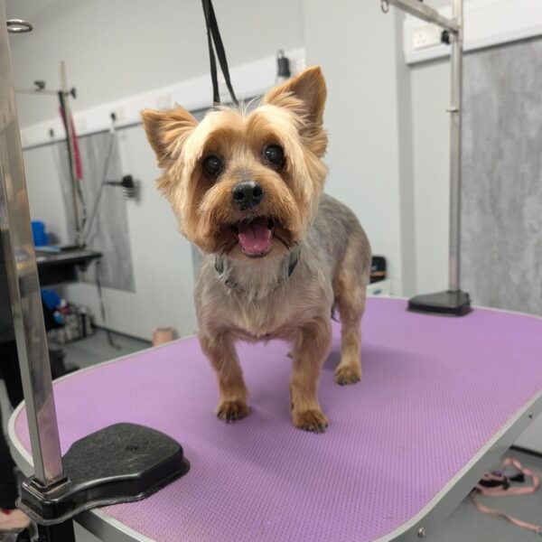 Dog After Bath and Brush