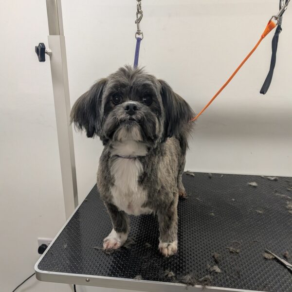 Dog After Full Groom