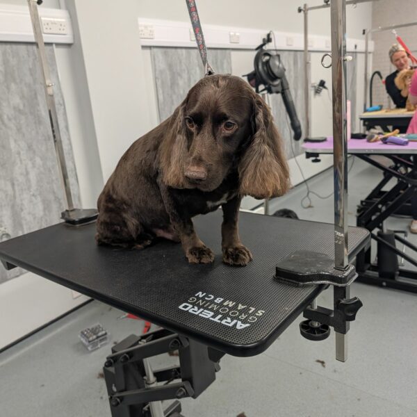 Dog After Professional Groom