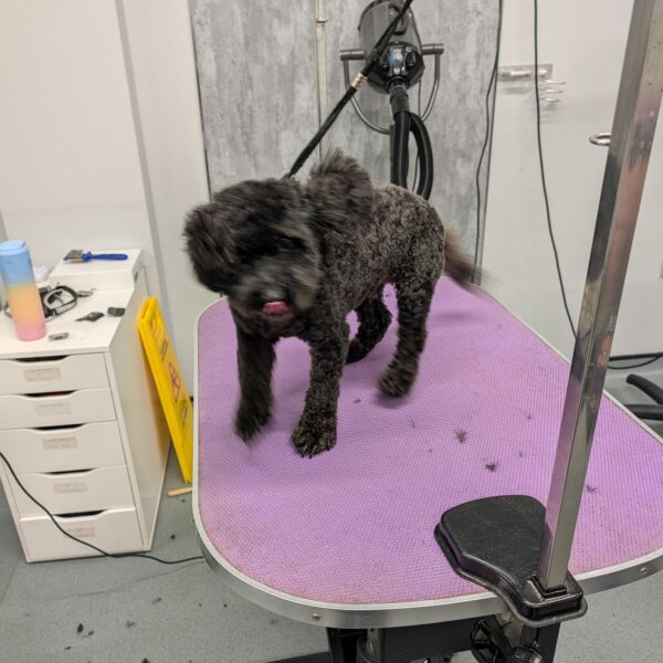 Dog During Grooming Session