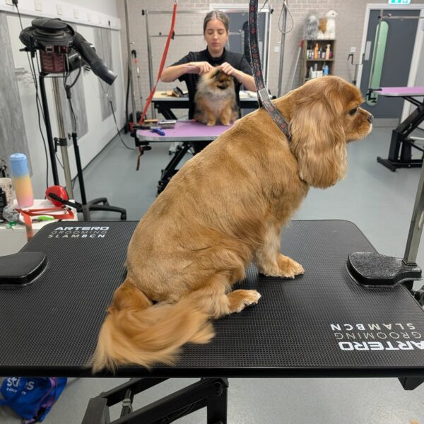 Dog Grooming Transformation