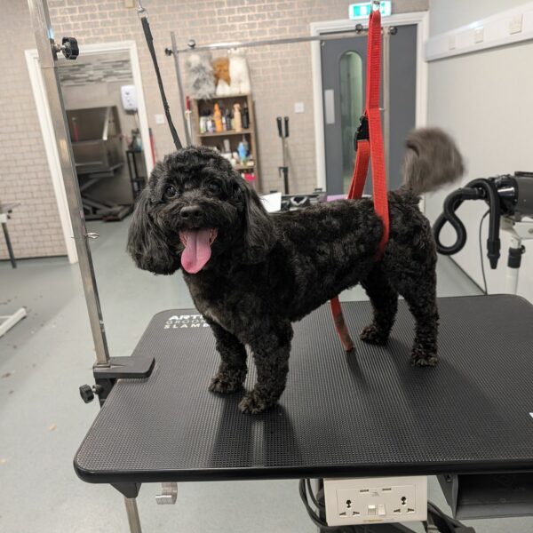 Dog on Grooming Table