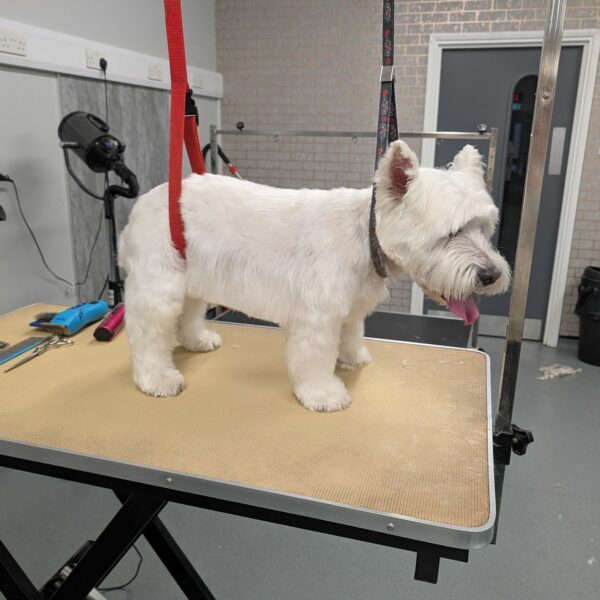 Dog on Grooming Table