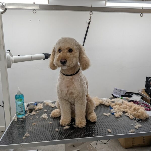 Dog on Table After Groom