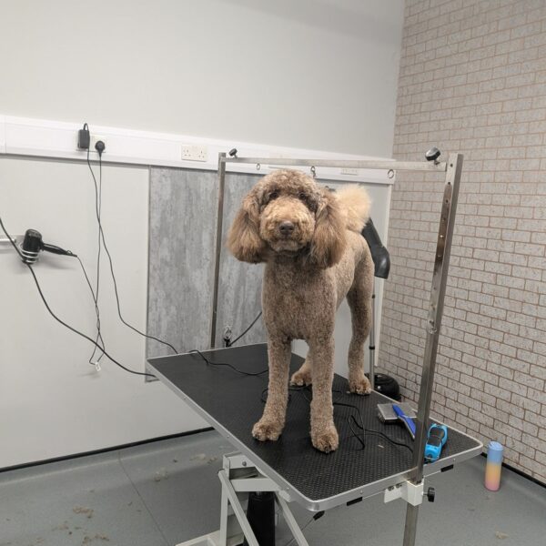 Dog Waiting at Salon