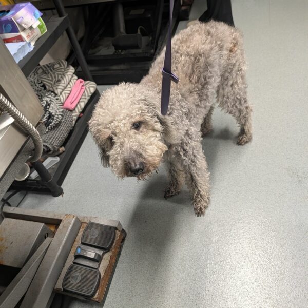 Fluffy Dog Before Grooming