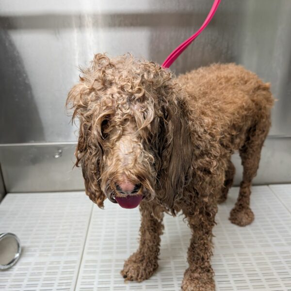 Fluffy Pup on the Table