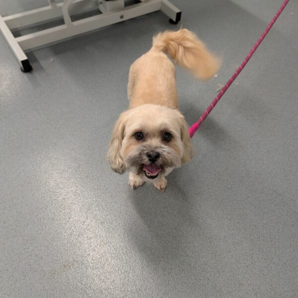 Freshly Groomed and Smiling