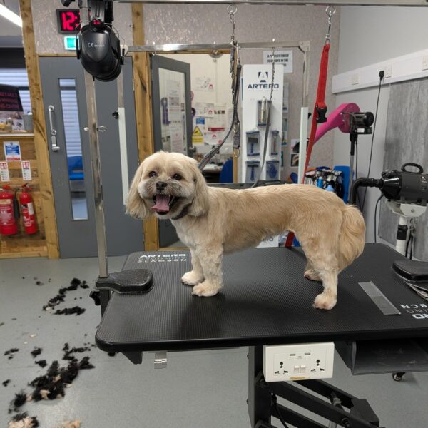 Freshly Groomed Happy Pup