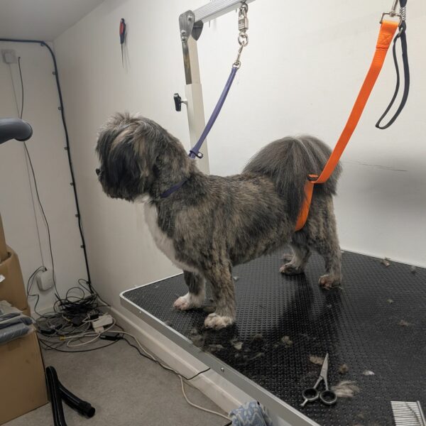 Groomed Dog at Salon