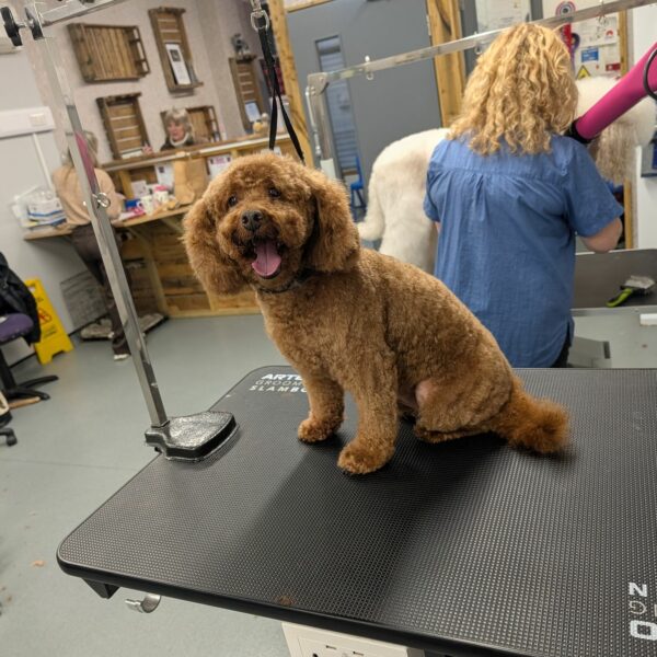 Groomed Dog on Table