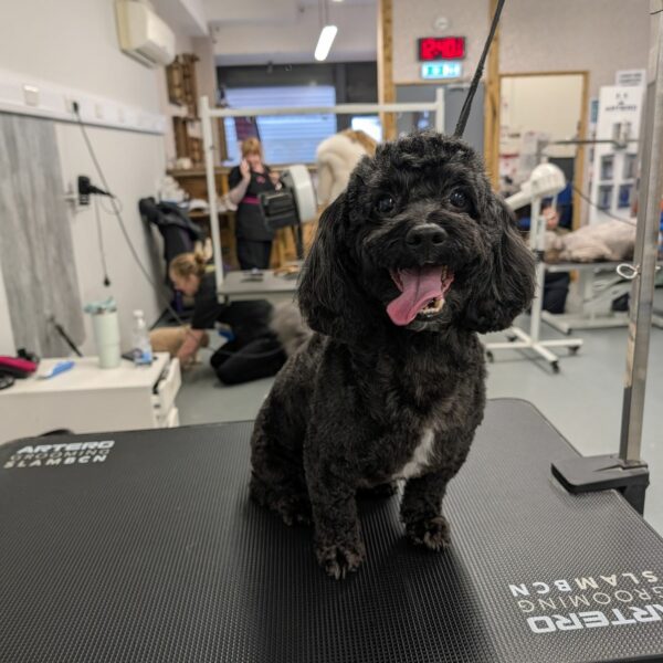 Groomed Pup Close Up