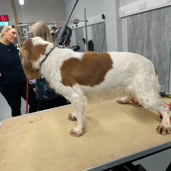 Grooming in Progress