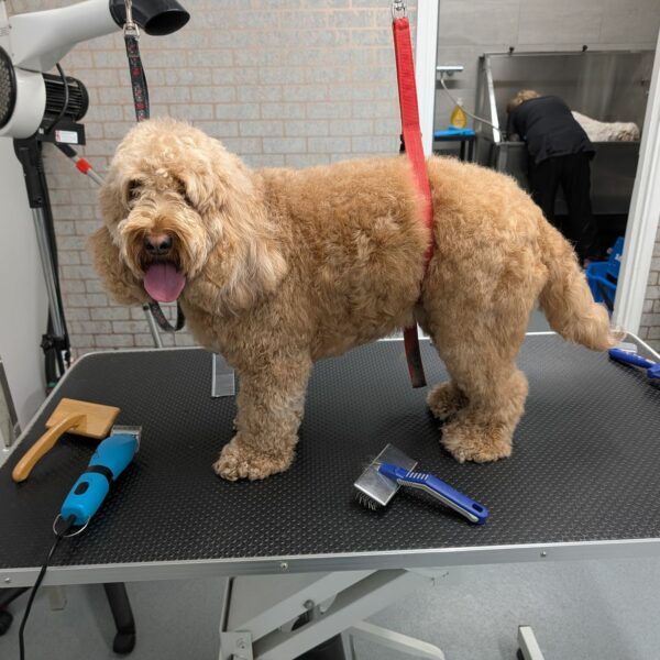 Happy Dog After Groom