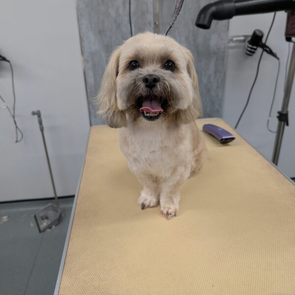 Happy Pup After Bath