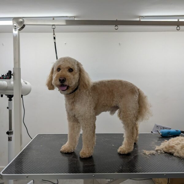 Happy Pup Post Groom