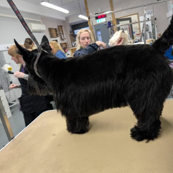 Kelsie Grooming a Scottish Terrier
