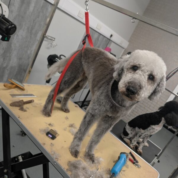 Neat and Tidy After Groom