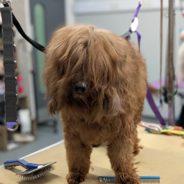 Portrait of Groomed Dog