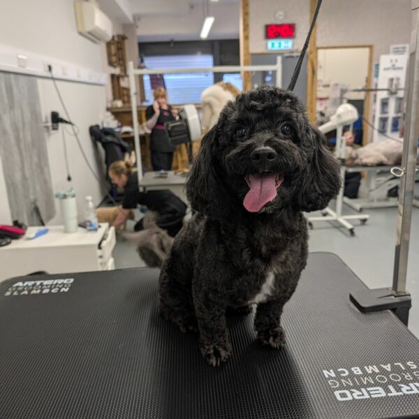 Pup After Salon Visit