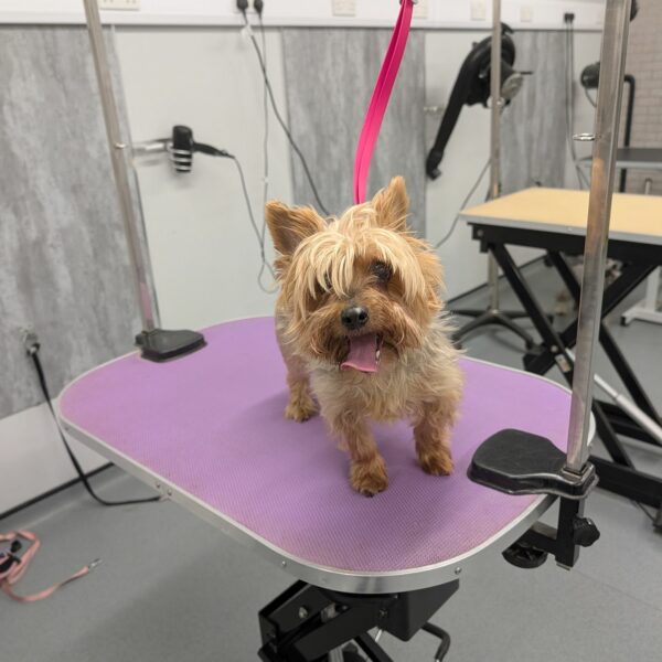 Pup at Snip Doggy Dogg