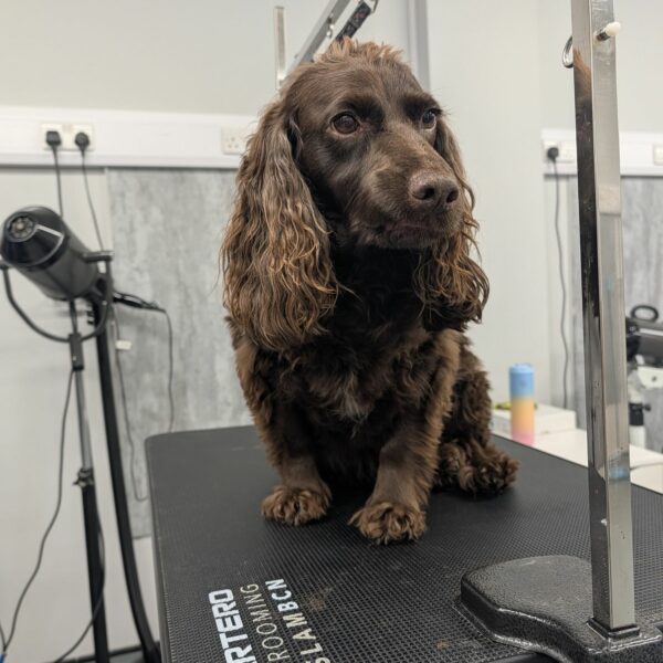 Pup at the Salon