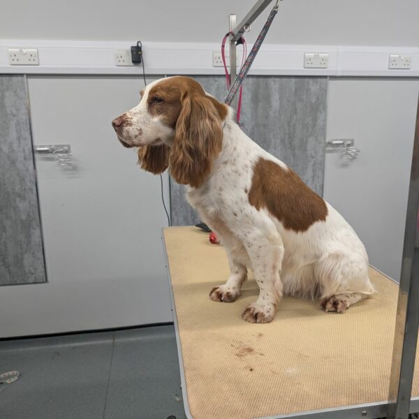 Pup Ready for Grooming