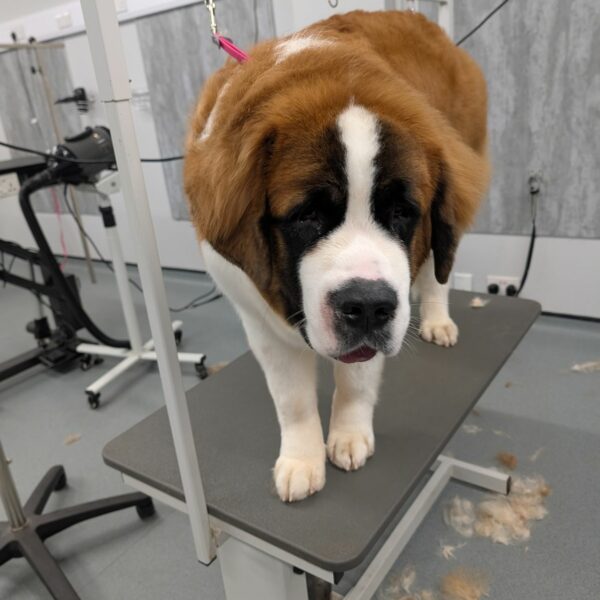 Saint Bernard on Grooming Table