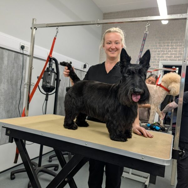 Scottish Terrier After Full Groom