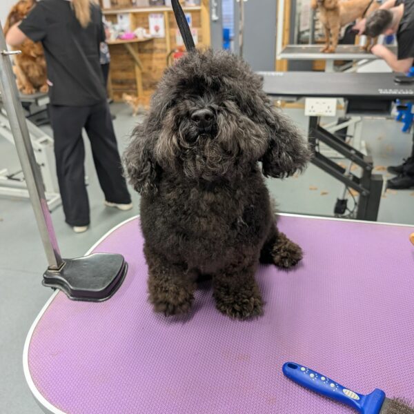 Shaggy Dog Before Groom