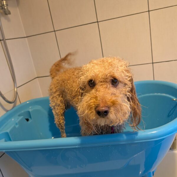 Small Dog After Trim